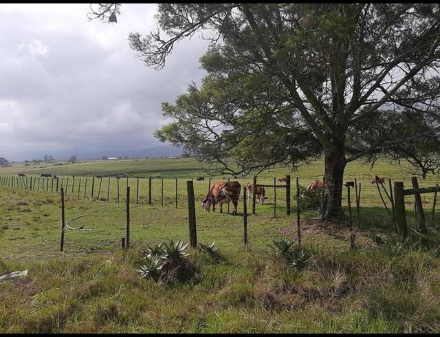 FARM FOR SALE IN GROOT BRAKRIVIER RURAL